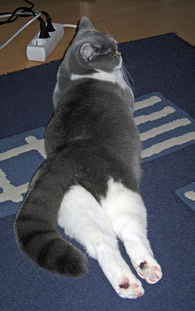 钢铁长城对决宇宙勇，文班亚马的48分钟终极试炼