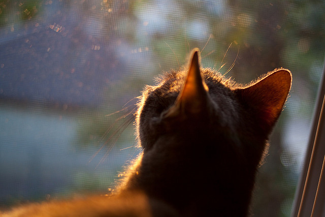 黄道第七宫，一颗坠星的重启之夜