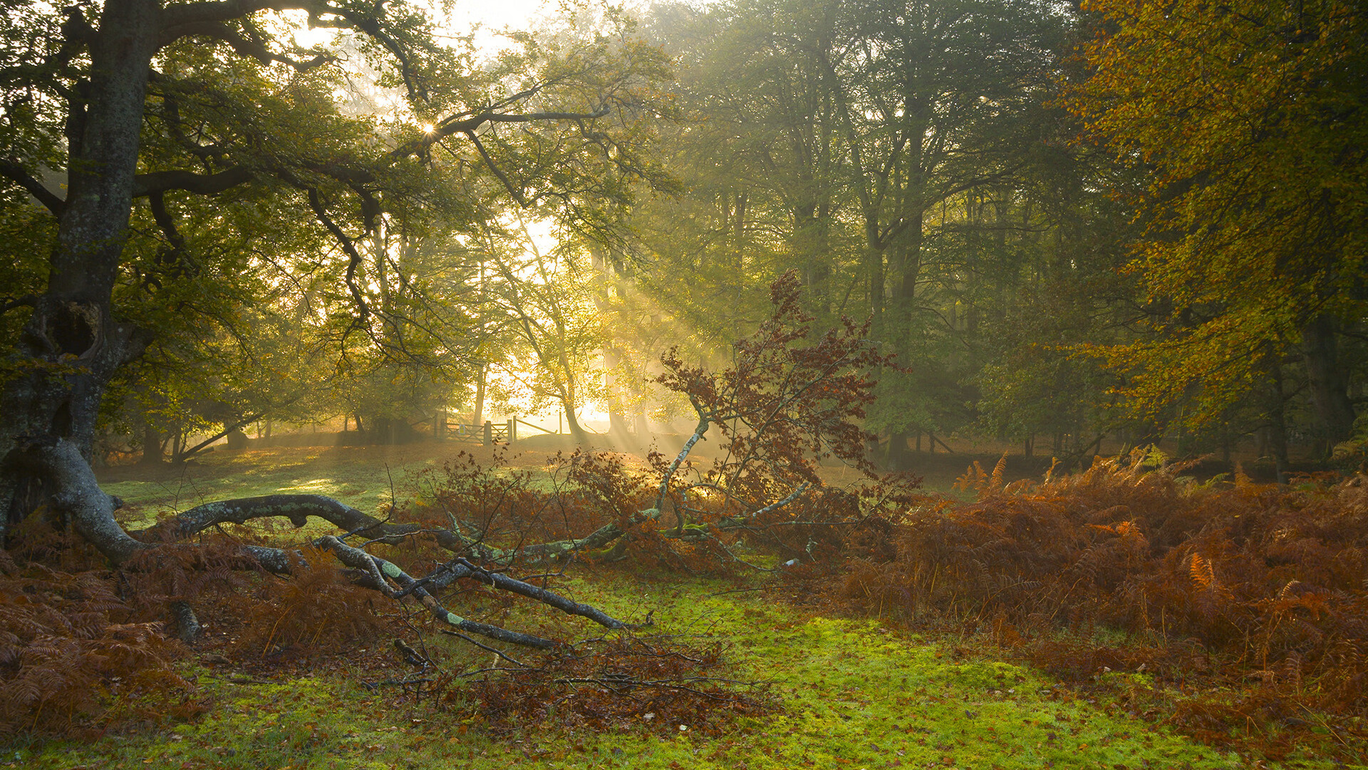 指挥家的交响曲，霍勒迪以防守主导权为爵士谱写的胜利乐章