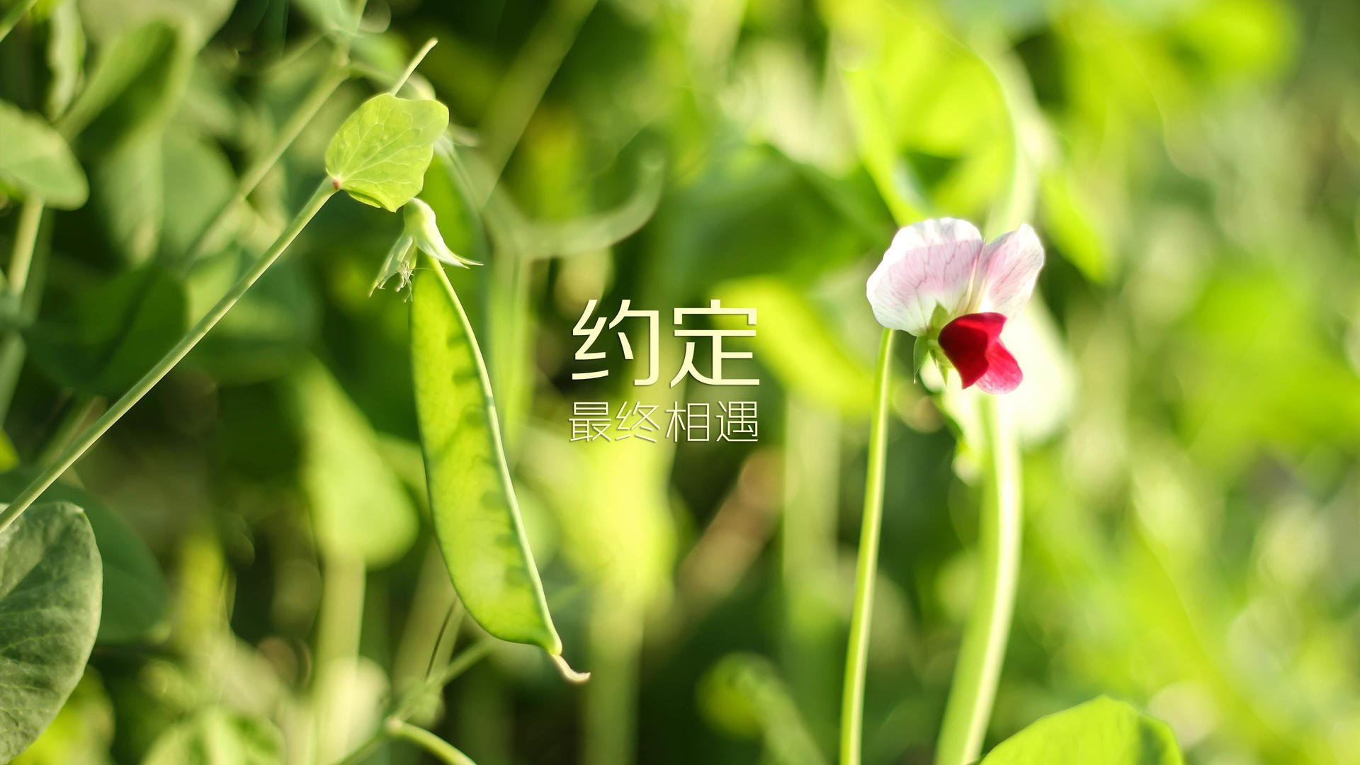 首先,为你扩展思维,拟定几个不同角度的标题,供你选择
