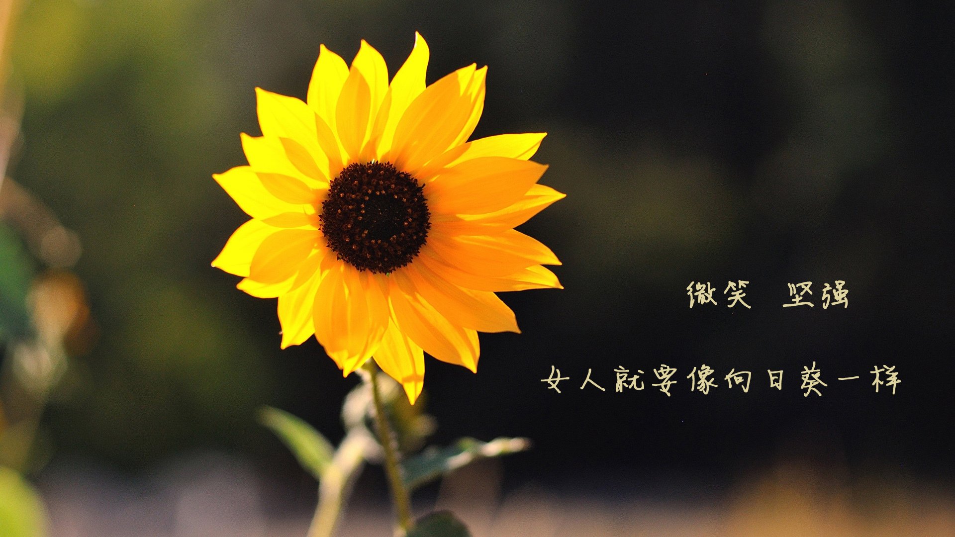 F组奇案，蓝武士的绝杀，比利时人的指纹—解密2026世界杯最诡异的致命一击